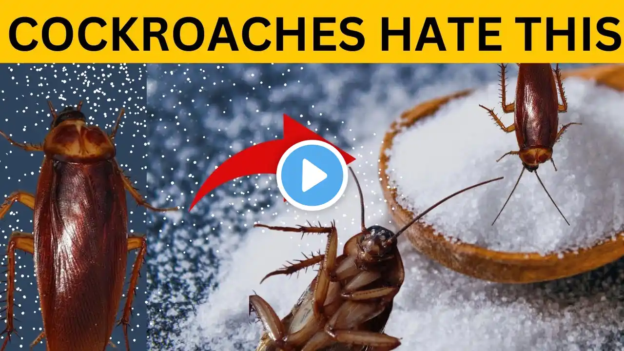 pest control ||how to kill cockroach within 2 minutes || home remedy||baking soda ||magic ingredient