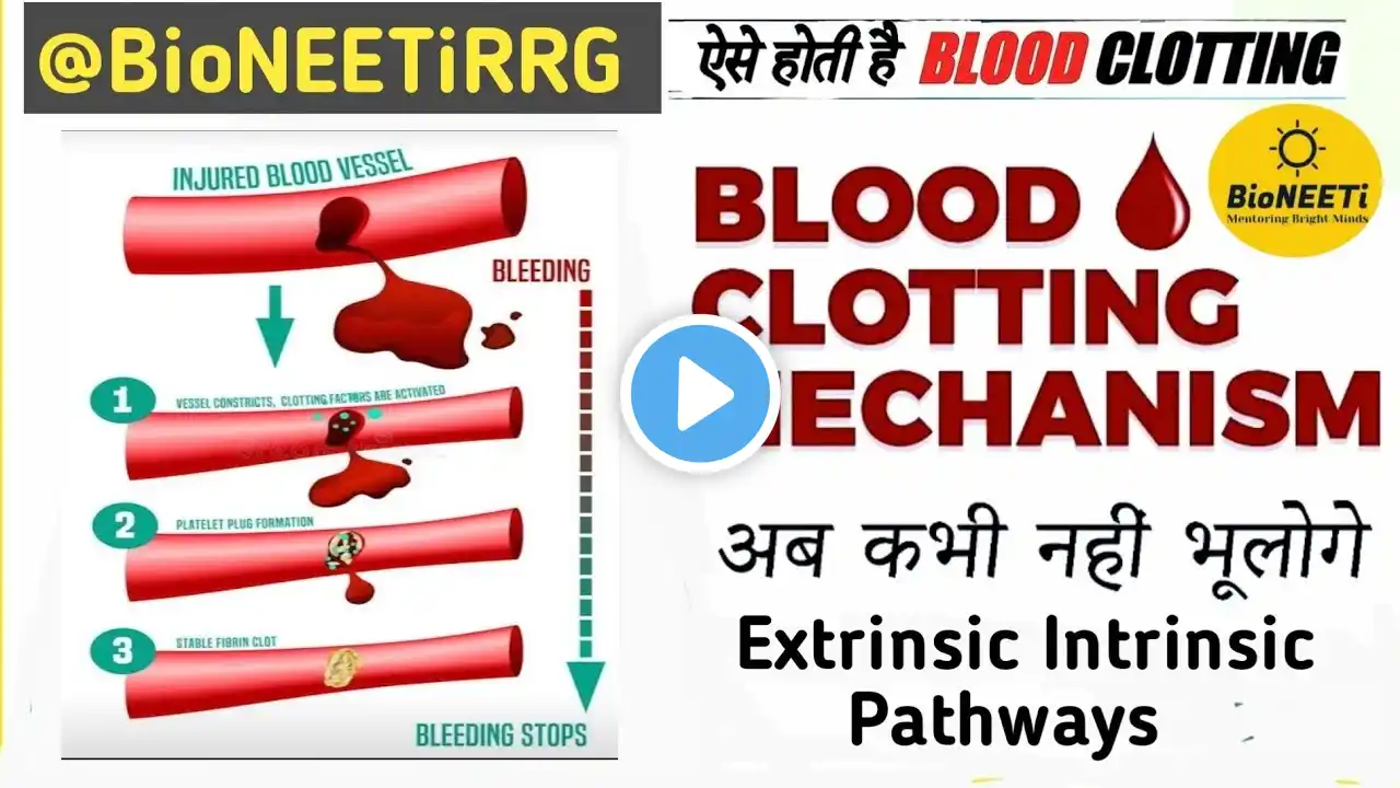 Blood Clotting Mechanism - Clotting Factors Pathways - NEET NCERT