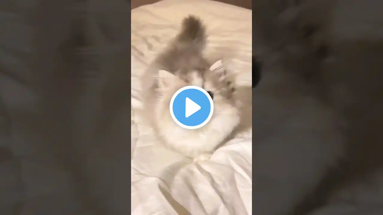 Adorable Kitten Playtime: The Cutest Moments Ever! 😻