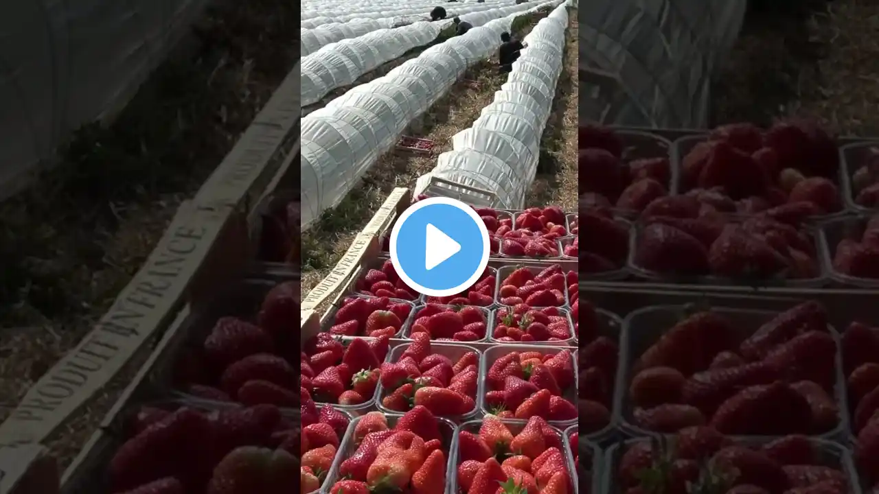 Awesome Hydroponic Strawberries Farming - Modern Agriculture Technology - Strawberries Harvesting