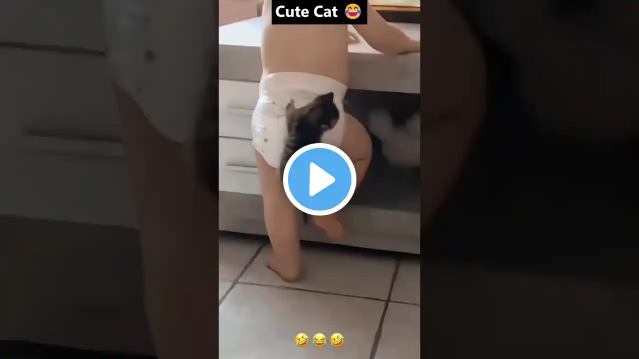 Cute Cat 😂 #funny #trending #rockysharma07 #comedy #ytshorts #ytshortsindia #love #cat #fun #shorts