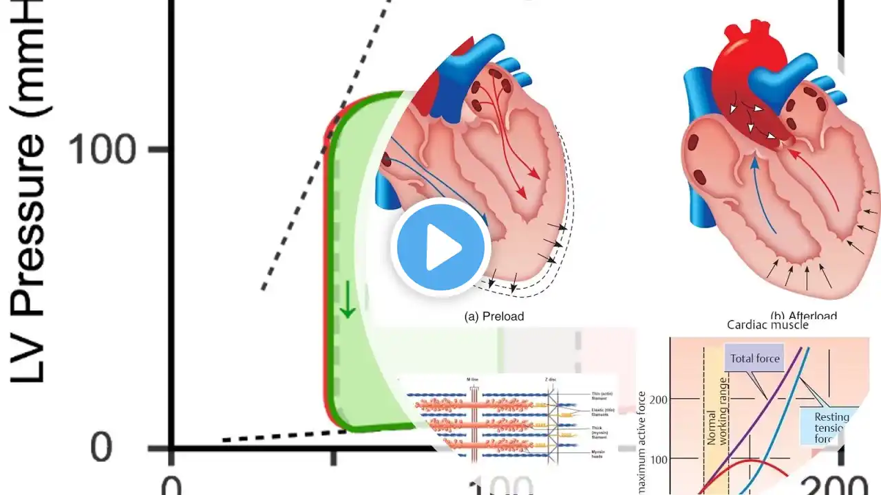 Cardiovascular System Physiology | Cardiac muscle mechanics & Sarcomere length-tension relationship