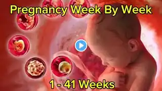 Pregnancy Week By Week II 1 - 41 Weeks Fetal Developments