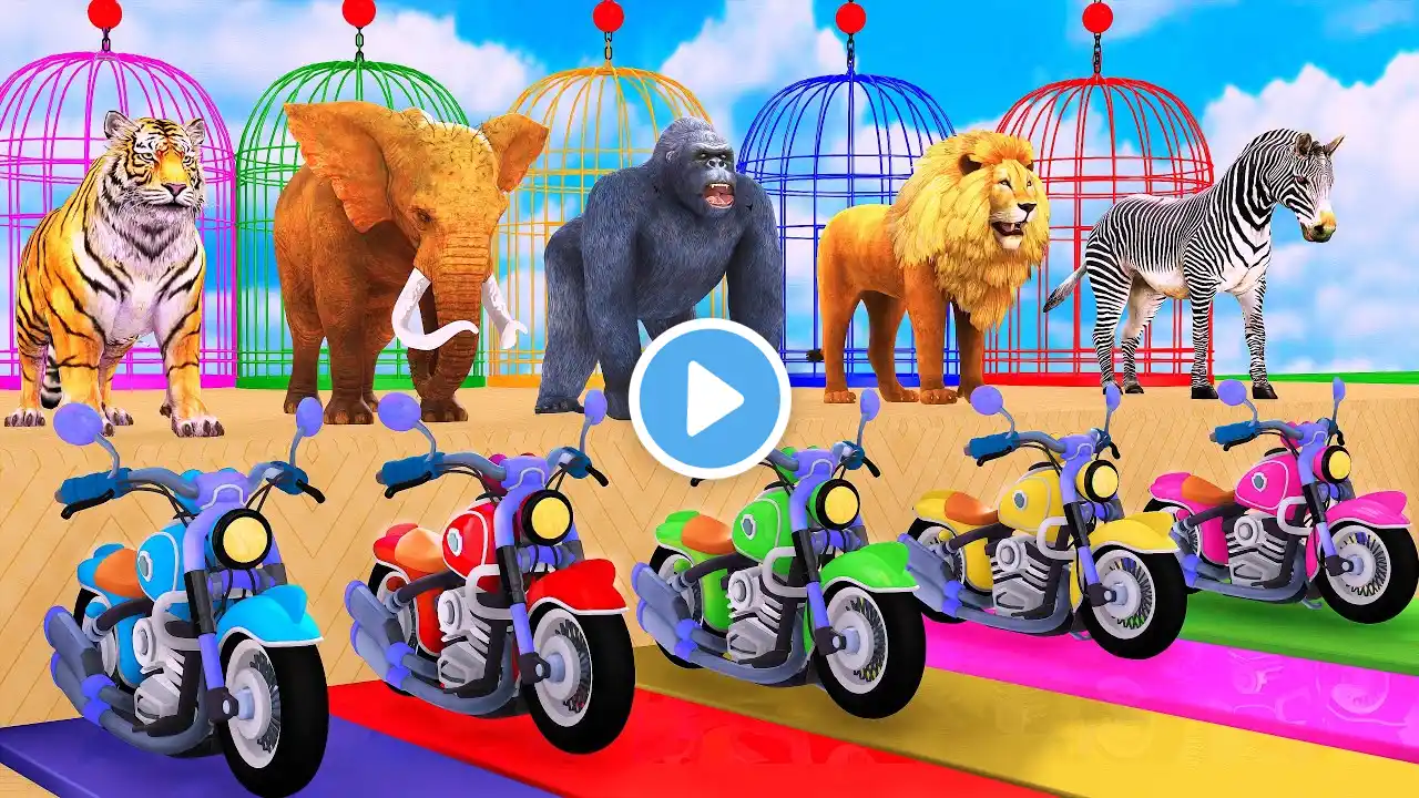 Paint Animals Long Slide Game Elephant Gorilla Lion Tiger Zebra, Fountain Crossing Transformation