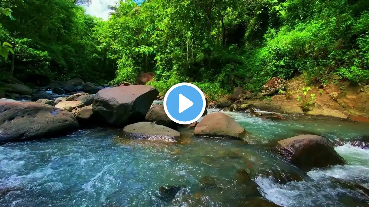 Green Stream Flowing in Beautiful Forest Nature Sounds, Forest River Sound, White Noise for Sleeping