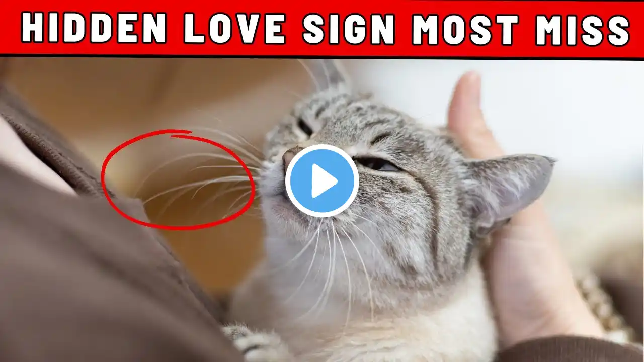 SHOCKING: 25 Hidden Ways Your Cat Shows Love to You Every Single Day