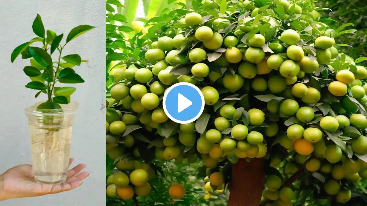 Unique skill grafting For Lemon in whittle with Aloe Vera / how to grow lemons trees fruits