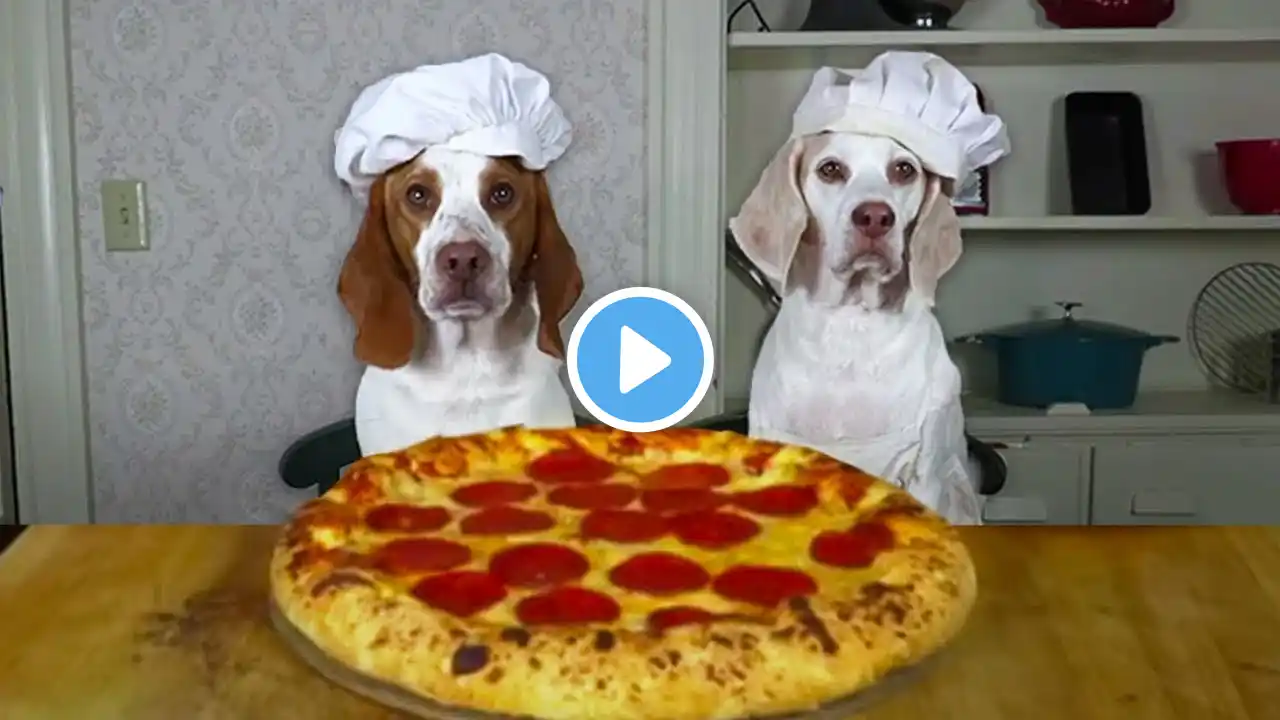 Dogs Make Pizza: Funny Chef Dog Maymo & Potpie Cook Pizza!