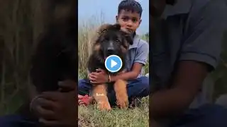 import bloodline Long coat German Shepherd female puppies #shorts #youtube #shortvideo #short