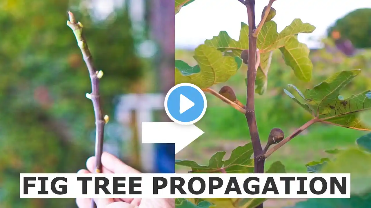 Propagate Fig Trees from Cuttings