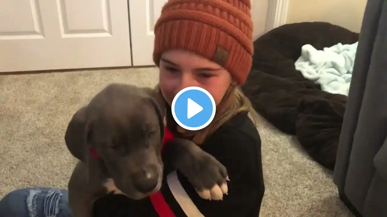 Parents Surprise Girl With Adorable Puppy For Christmas - 1389719