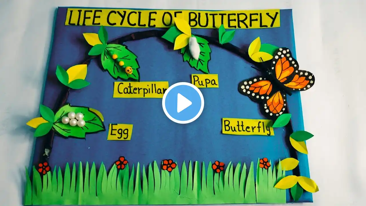 Life Cycle of Butterfly/Life Cycle of Butterfly Model/life cycl school project#lifecycleofbutterfly