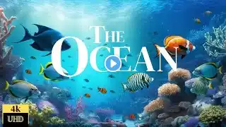 Ocean Animals 4K Ulta HD | Scenic Wildlife Film with Calming Music