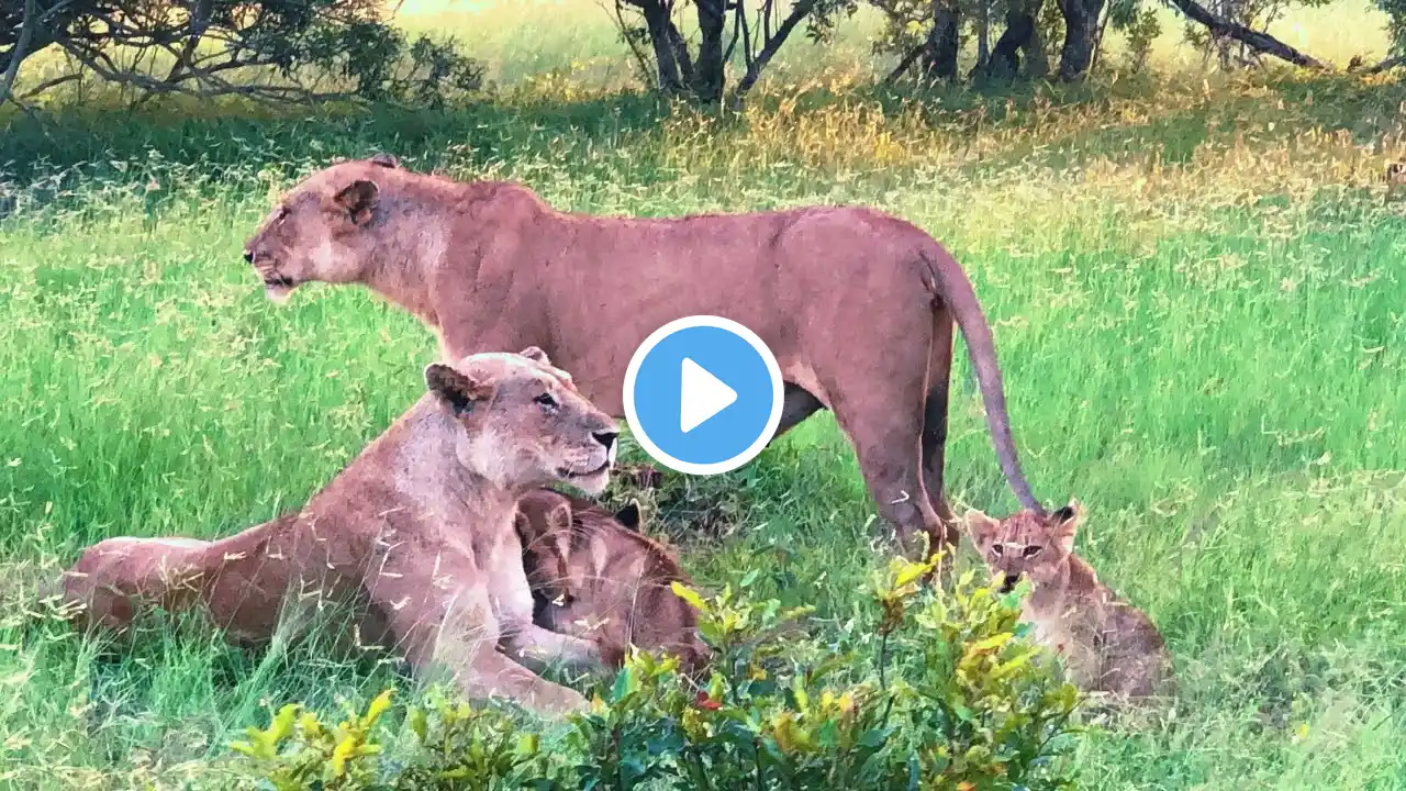 Nharu Lion Pride with cubs Sighting | 29 January 2025