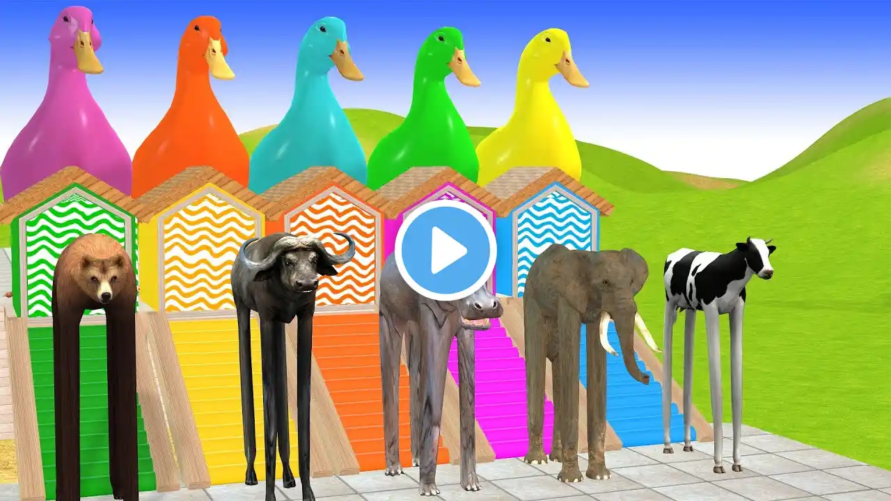 Long Slide Game With Cow Elephant Gorilla Hippopotamus Tiger - 3d Animal Game - Funny 3d Animals