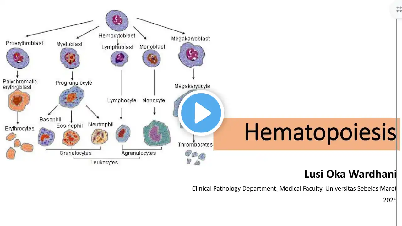 A - K1 Hematopoiesis - dr. Lusi Oka