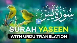 Surah yaseen most beautiful reaction ❤️😍. #Quran #surahyas  #SurahYaseen #QuranRecit