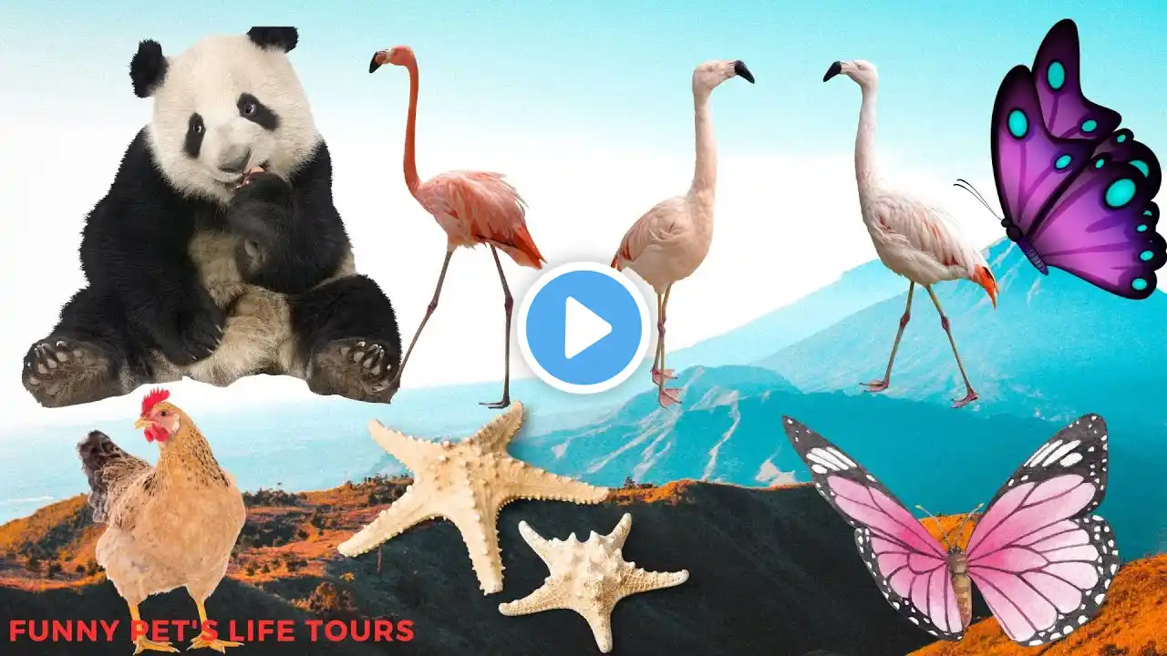 Funny farm animal: panda, flamingo, Peacock, Frog,Cow, chicken, duck, cat - Cute little animals 4k