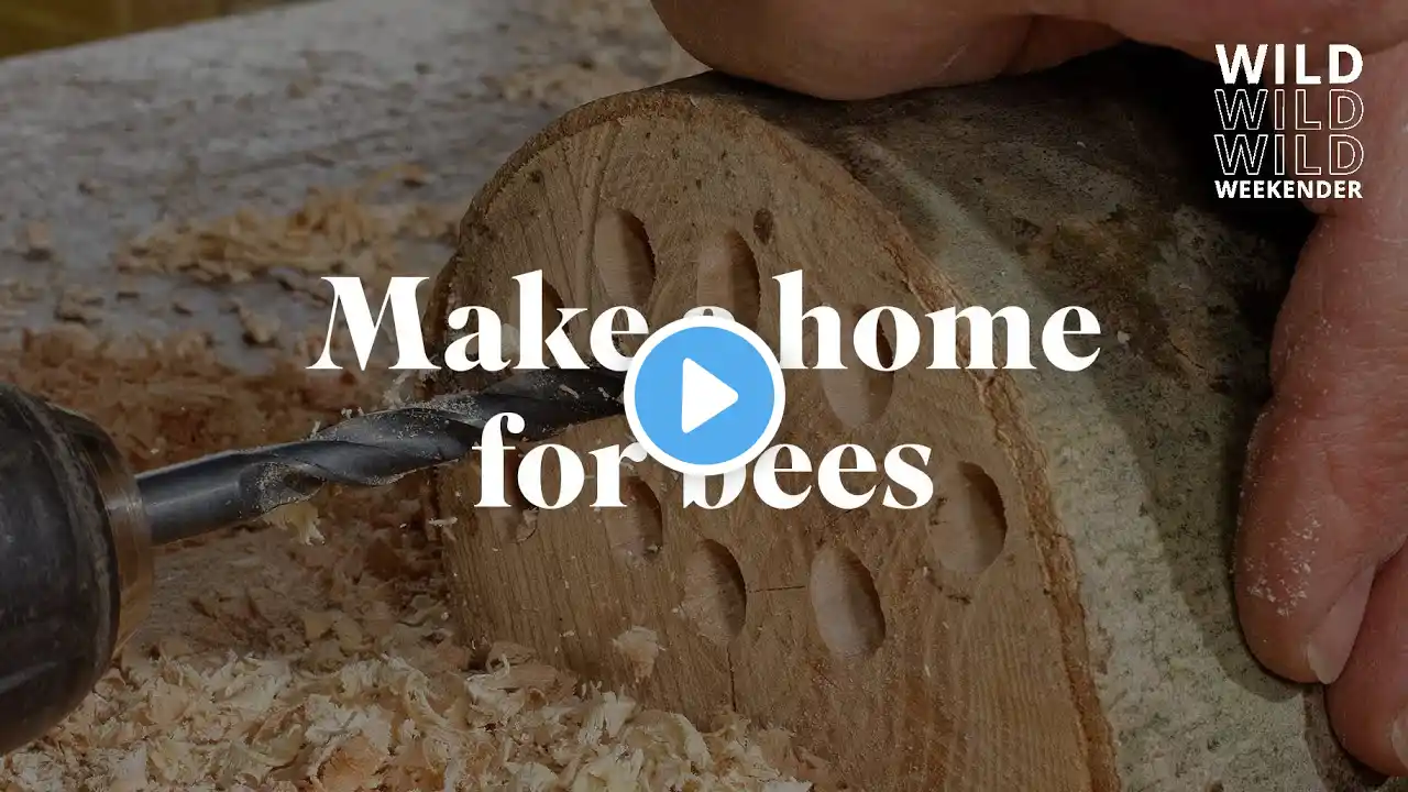 How to make a home for solitary bees | RSPB Wild Weekender