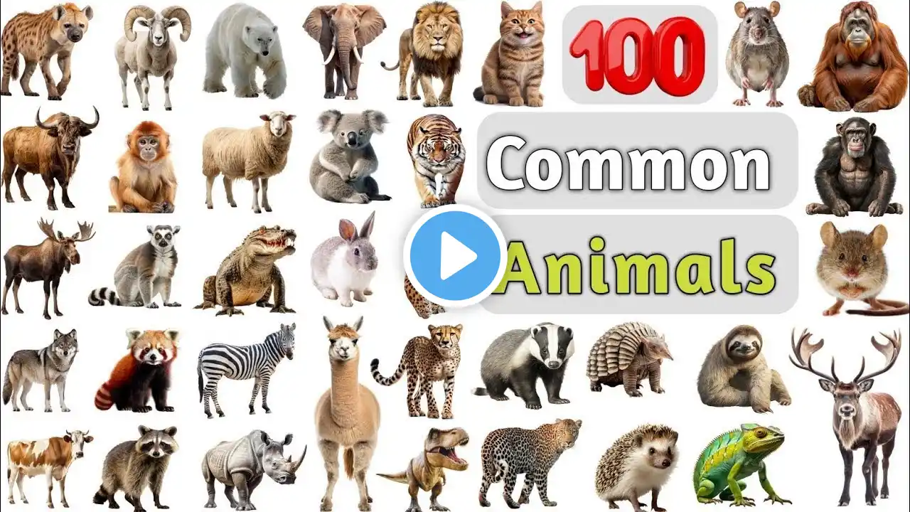 Animals Vocabulary ll 100 Common Animals Name In English With Pictures ll List of Animals in English