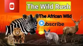 Masai Mara || مسائی مارا || African Wildlife stories-in Hindi Part 3 || the wild rush Animals