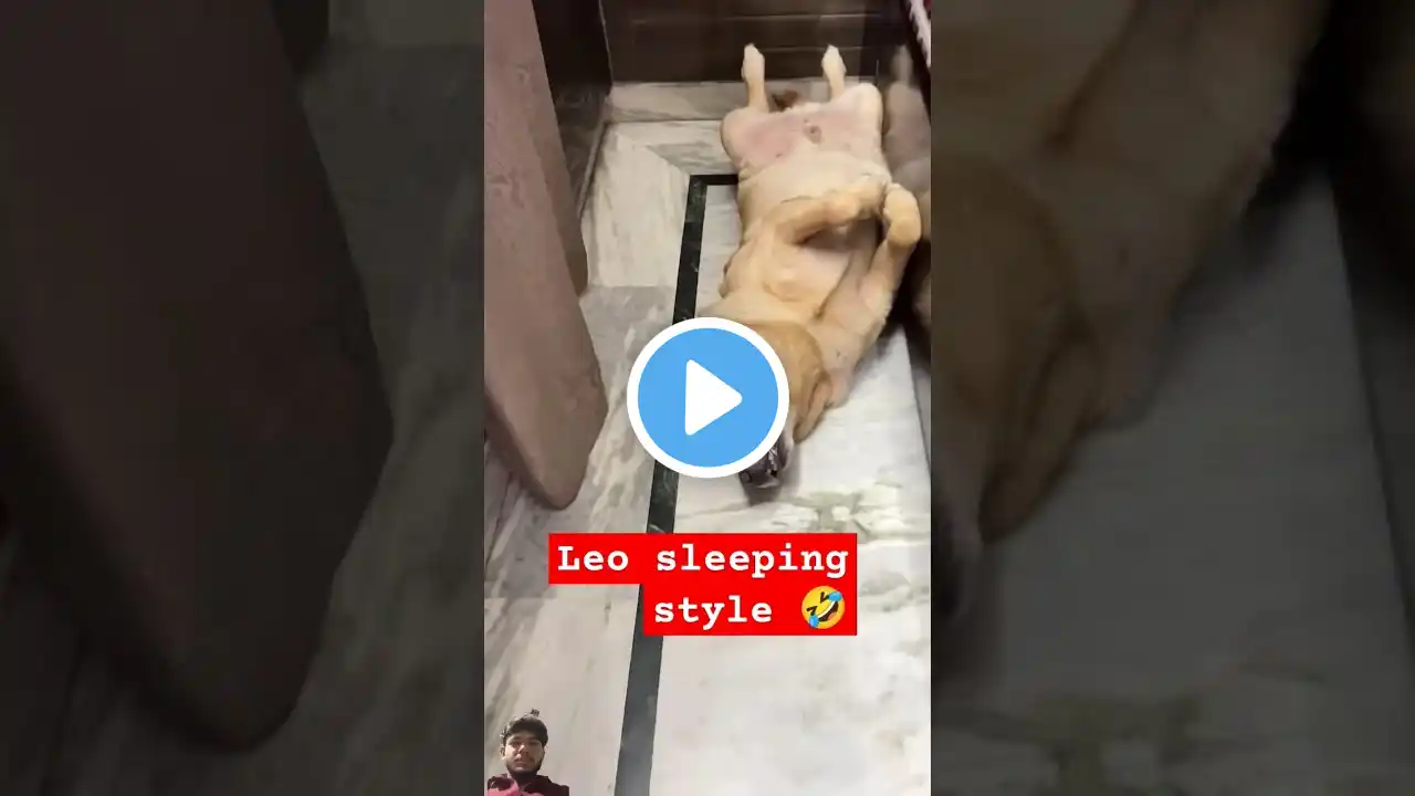 Leo sleeping style 😂|| #shorts #short #shortvideo #ytshort #anantrastogi #animals #viralvideo