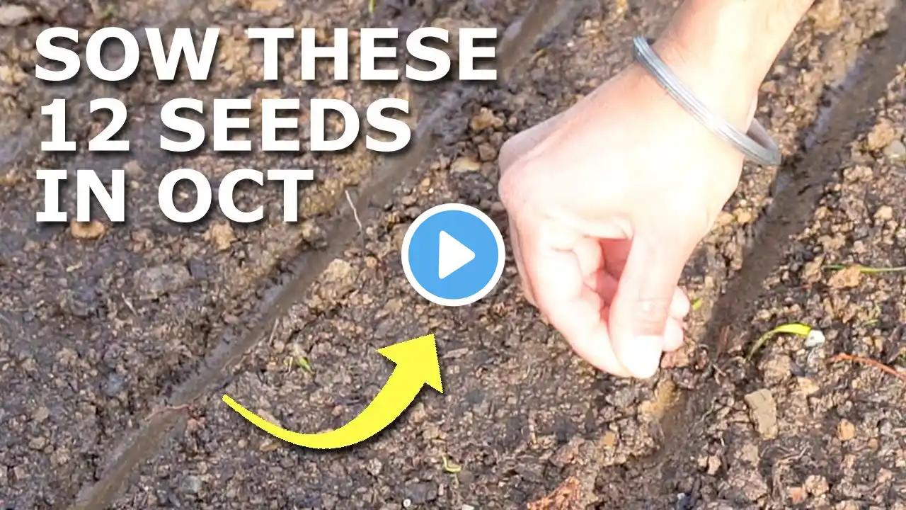 12 Seeds You Must Grow in October