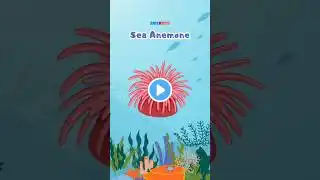 Sea anemones are plant-like animals | Educational video for kids #funlearning #ocean