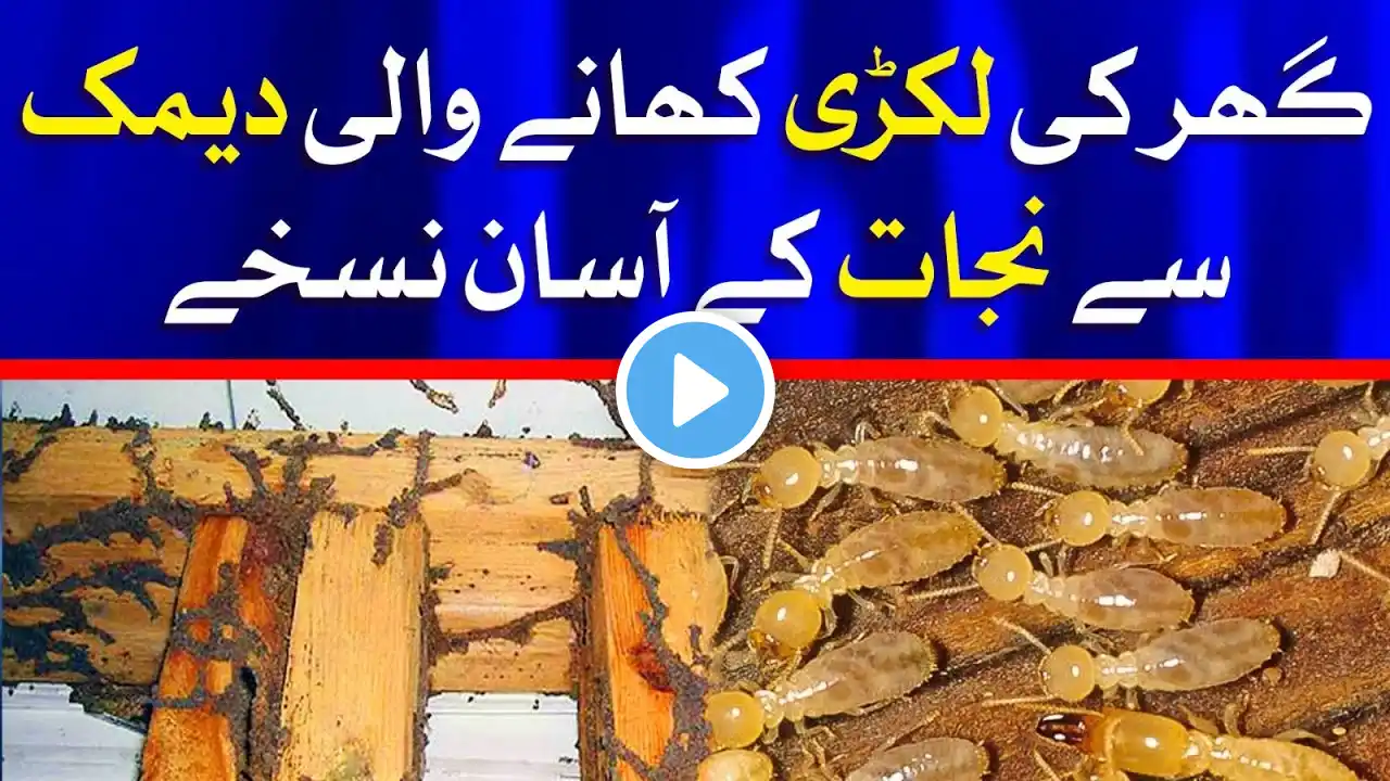 6 Super-Effective Ways To Get Rid Of Termite Infestation - Kill Termites And Get Rid Of Them Forever