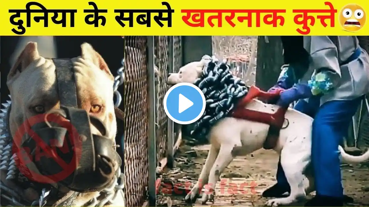 ये कुत्ते देखते ही भाग जाना वरना 😨 ये है दुनिया के सबसे खतरनाक कुत्ते 😱 #shorts #pittbull #dogo