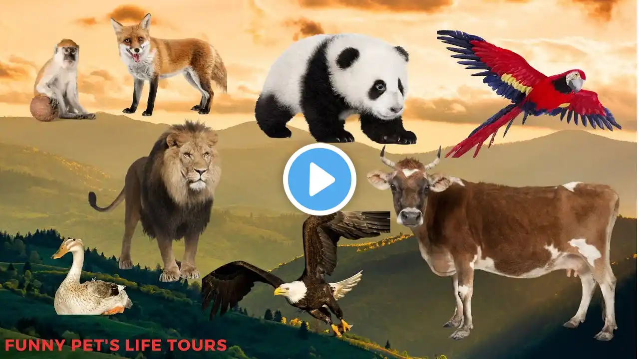 Funny Farm Animal Sound Effects๐๐ฆ
๐: Cow, Pig, Chicken, Cat, Horse, Goose, more - the animal sound