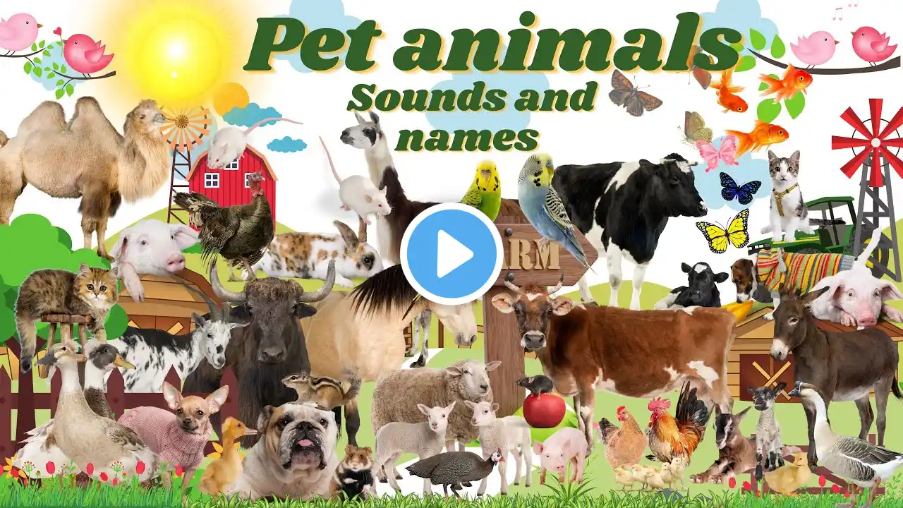 World 4K PETS, Farm Animals Sounds: NAME Rooster, Lion, Pitbull, Goose, Bull, Dog, Pig,.