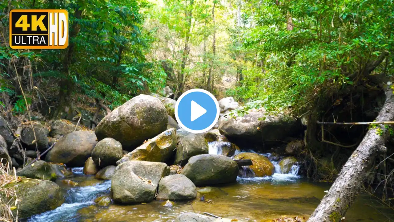 Mountain Stream Gentle Flowing, Deep Forest River Stream, Natural white noise for Calm & Rest