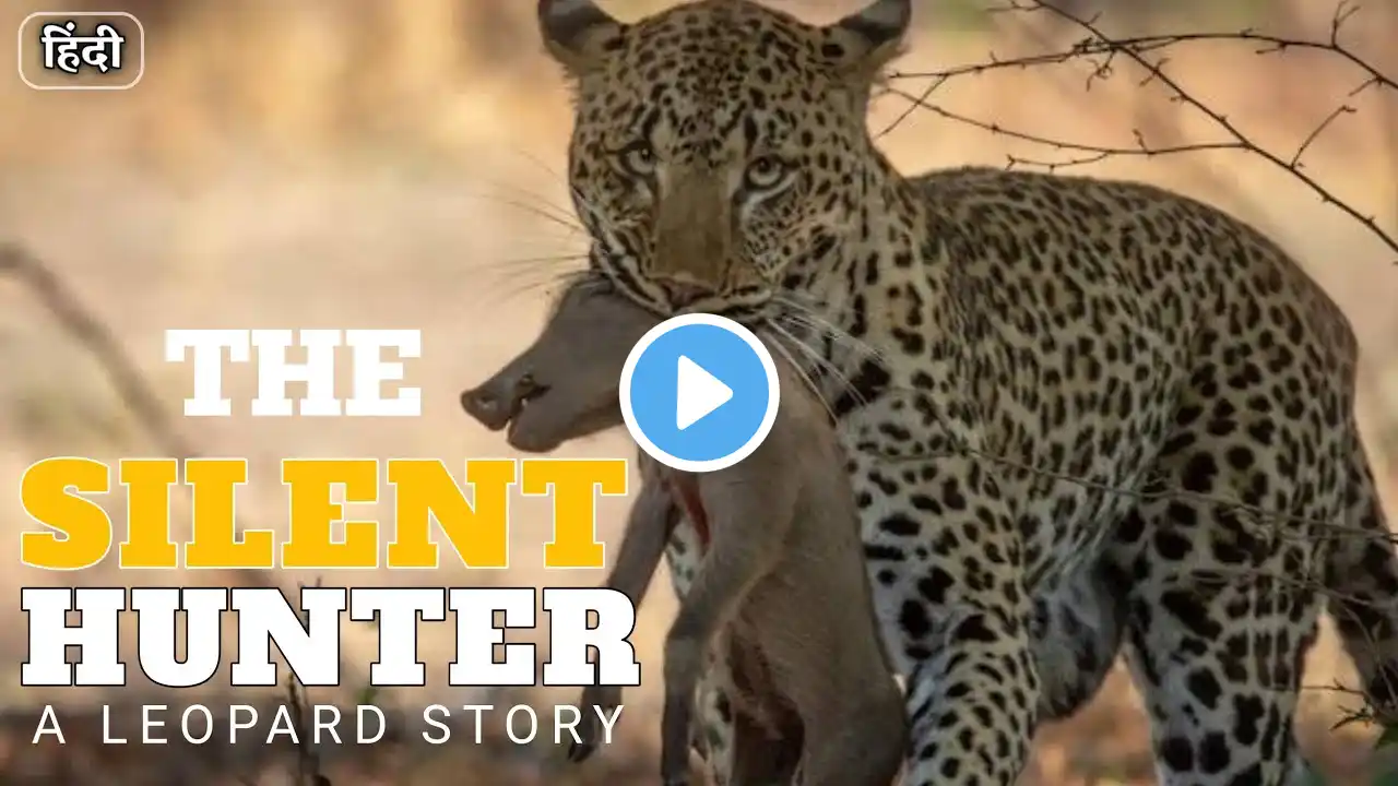 The Silent Hunter: A Leopard Story | Animal Planet Hindi | Wildlife documentary in Hindi