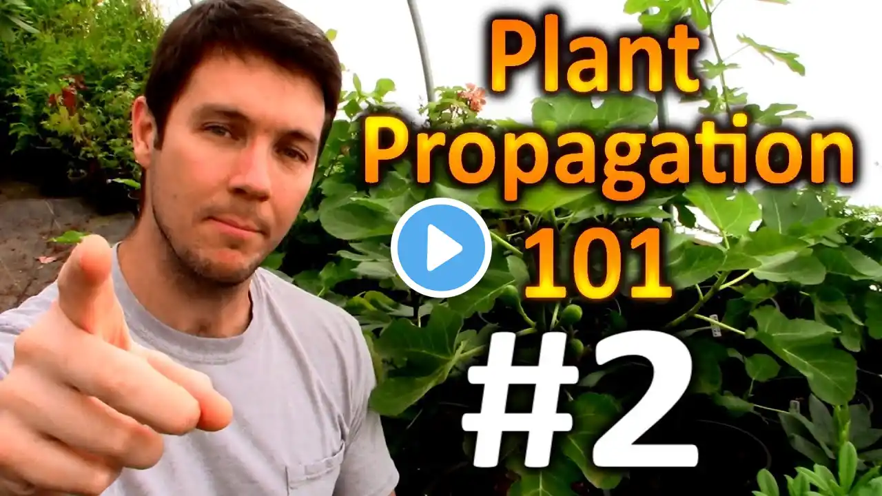 Plant Propagation 101 #2 | How Often Should I Water My Cuttings