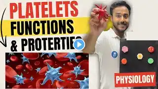 platelets physiology | properties of platelets physiology | function of platelets physiology