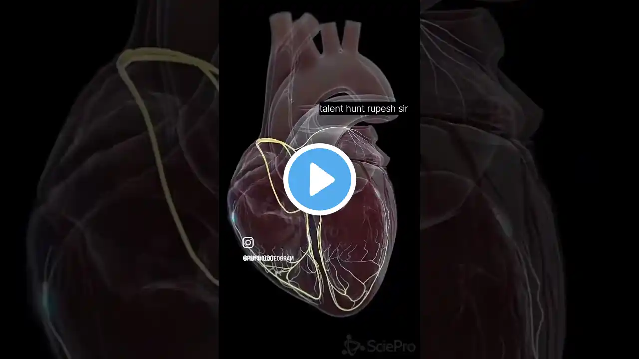 Heart anatomy#newreels #science #biology #heart 💕💕💕💕💕