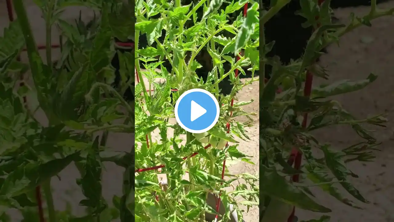 How To Grow Tomatoes From Seed at Home #shorts