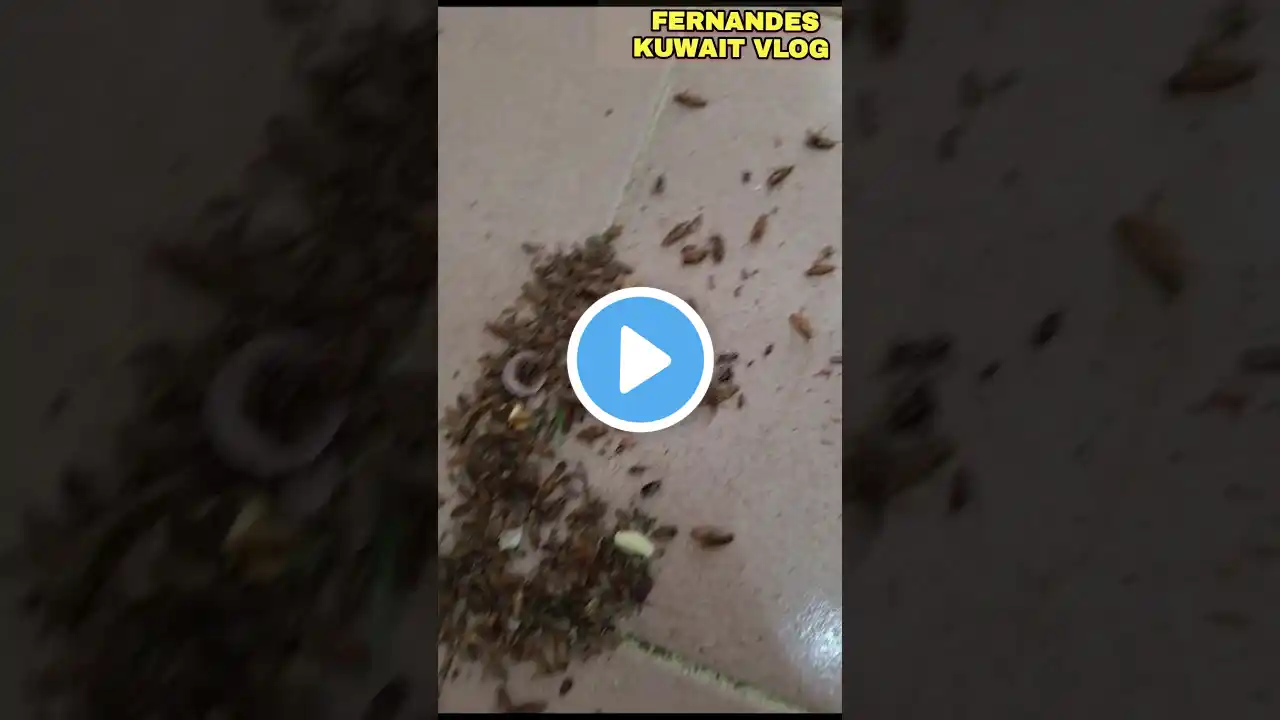 green leaf cockroach killing bait/green leaf bait#shorts #trendingshorts #viralshorts #youtubeshorts