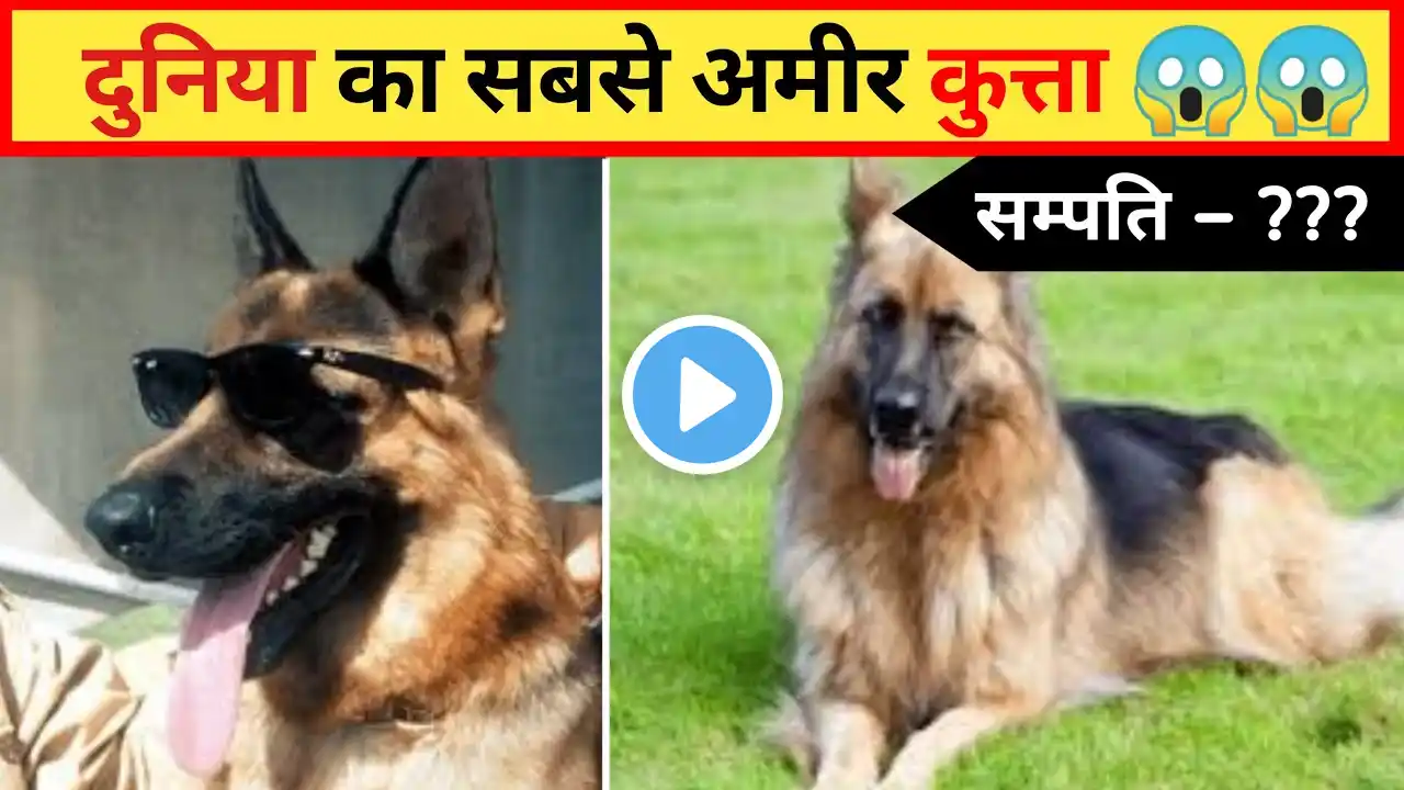 ये है दुनिया का सबसे अमीर कुत्ता 😱😱| amazing facts | interesting facts | #shorts