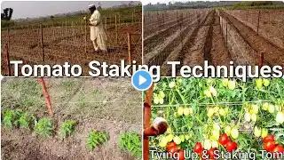 Tomato staking techniques | tomato trellis | tomato staking | bamboo trellis | staking tomato plants