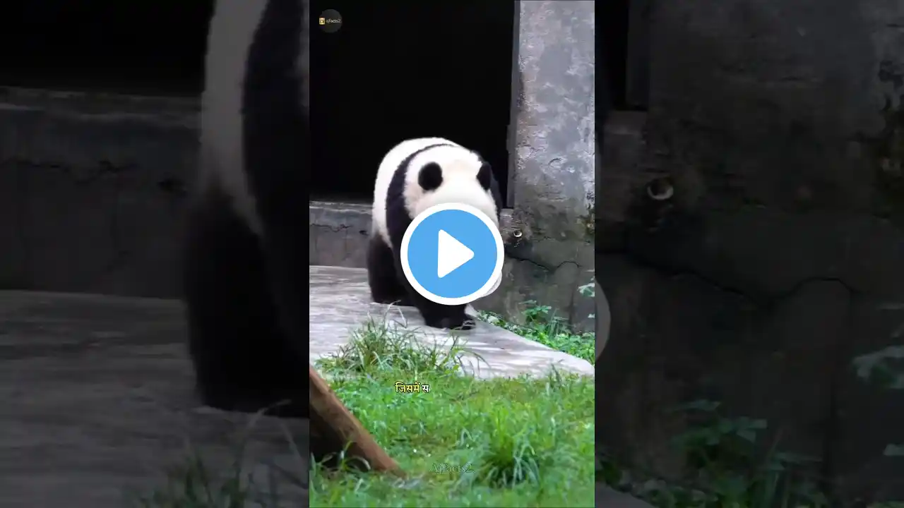 What do pandas eat the most | giant panda | #shorts #panda #trending #shortsfeed #ytshorts