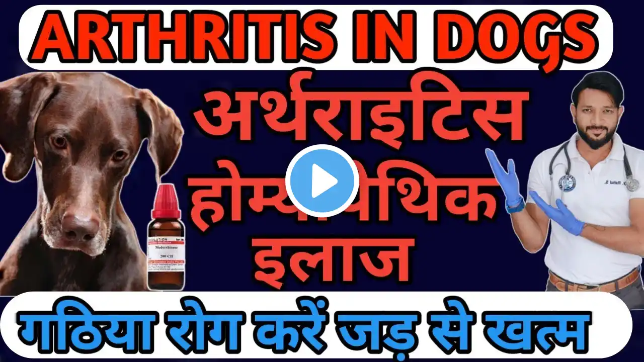 Arthritis | Joint Pain |  In Senior Dogs Back Legs | Homeopathic Treatment | Home Remedies In Hindi