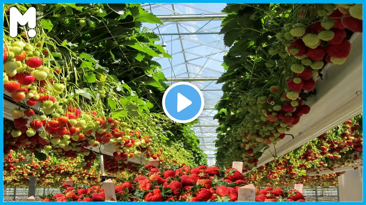 🍓 Awesome Hydroponic Strawberries Farming - Modern Strawberries Harvesting Agriculture Technology