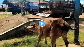 Tingkah Laku Sapi Lucu dan Pintar, Lembu Jinak, Sapi Moo, Sapi Brahman, Cow Videos Naik Truk Oleng