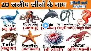 Water animals name inEnglish and Hindi| water animalswithfacts |समुद्री जीवनके नाम | #skkidslearning