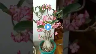 Adenium flower plant/desert rose plant|| #shorts #short #viral #trending #adenium #flowers #ytshorts