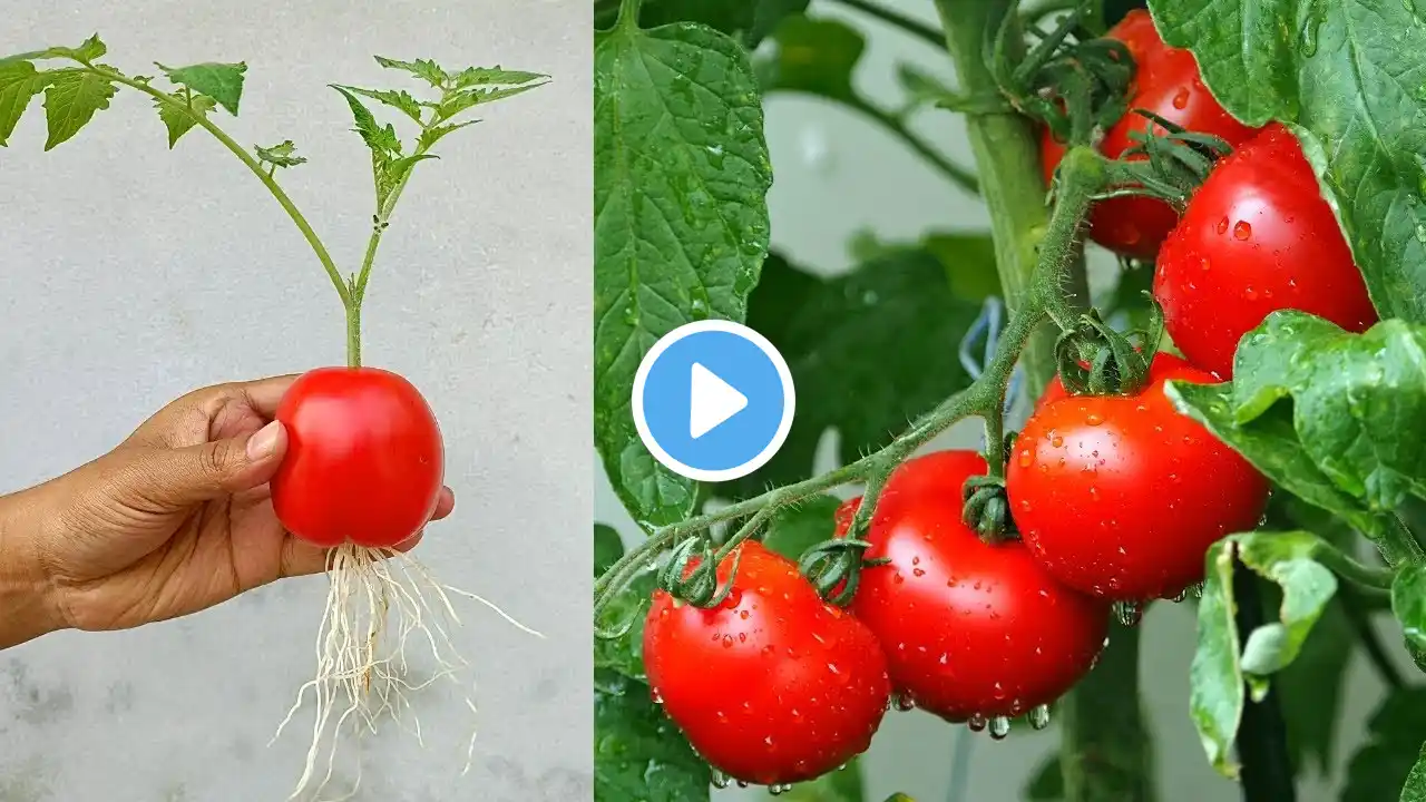 Grow tomato tree by unique way - Tomato plant🍅