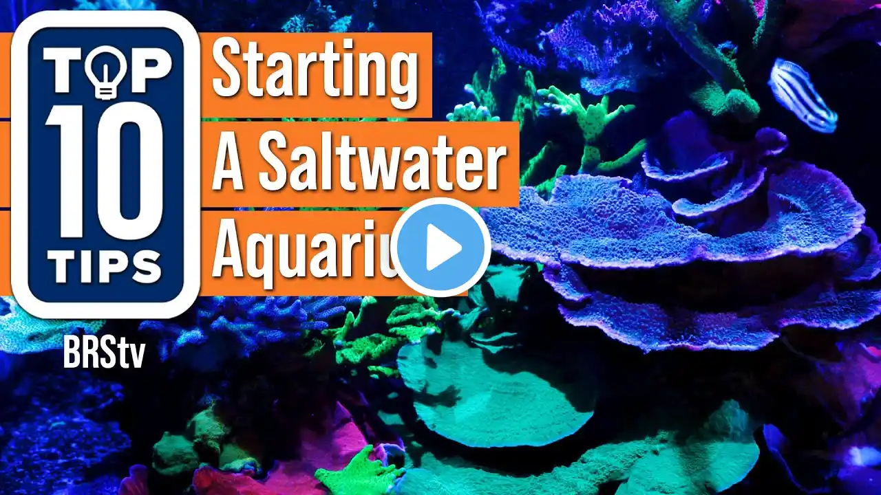 Top Simple Beginner Tips For Starting A Saltwater Reef Aquarium Setup