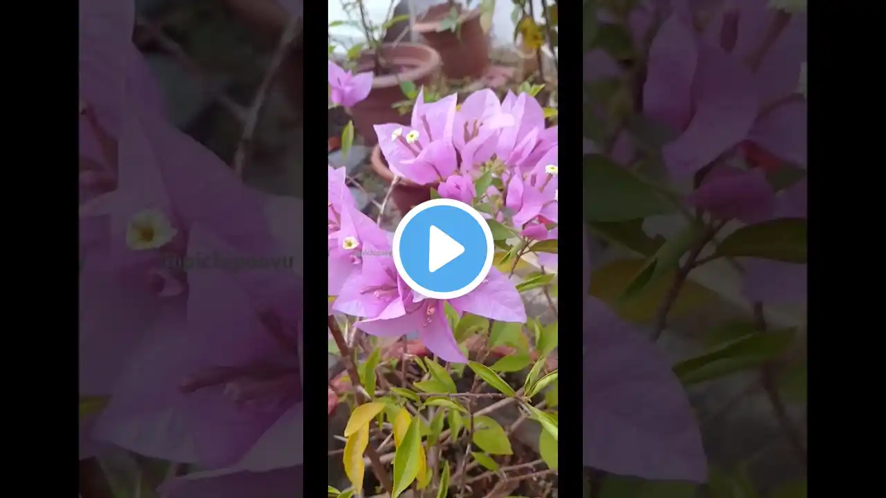 How to make Bougainvillea flowers from a plastic cover #shortvideo #youtubeshorts #shorts #trending